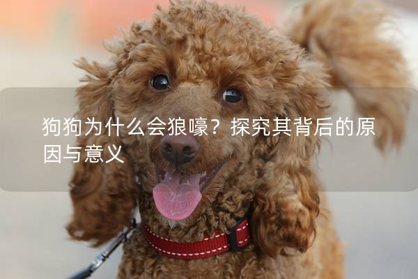 狗狗为什么会狼嚎？探究其背后的原因与意义