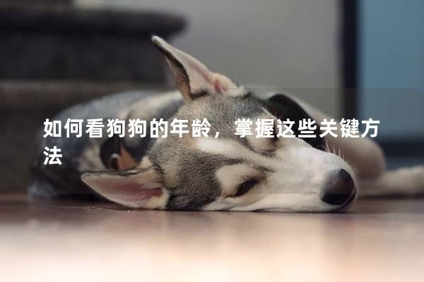 如何看狗狗的年龄，掌握这些关键方法