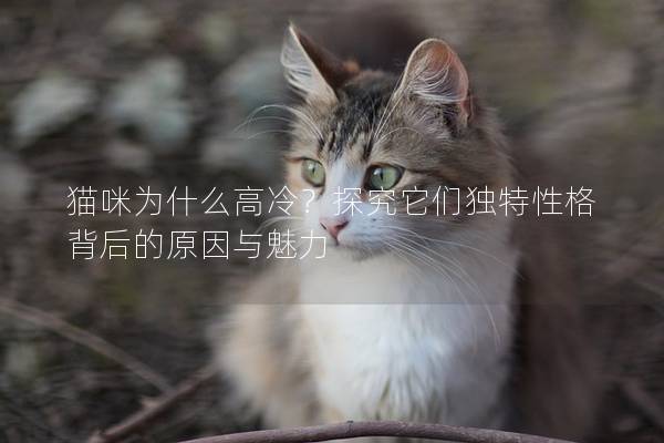 猫咪为什么高冷？探究它们独特性格背后的原因与魅力