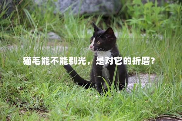 猫毛能不能剃光，是对它的折磨？