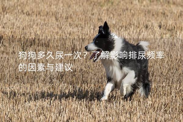 狗狗多久尿一次？了解影响排尿频率的因素与建议