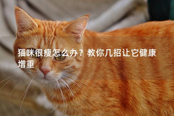 猫咪很瘦怎么办？教你几招让它健康增重