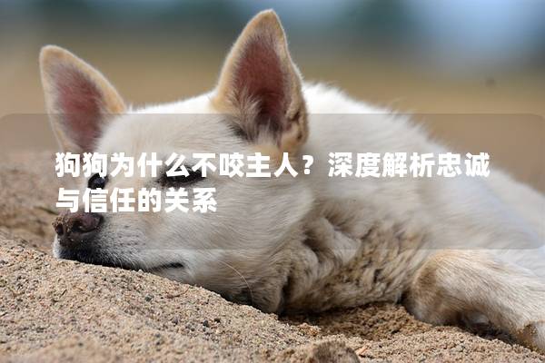 狗狗为什么不咬主人？深度解析忠诚与信任的关系