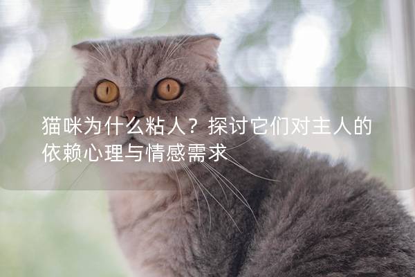 猫咪为什么粘人？探讨它们对主人的依赖心理与情感需求