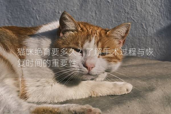 猫咪绝育要多久？了解手术过程与恢复时间的重要性