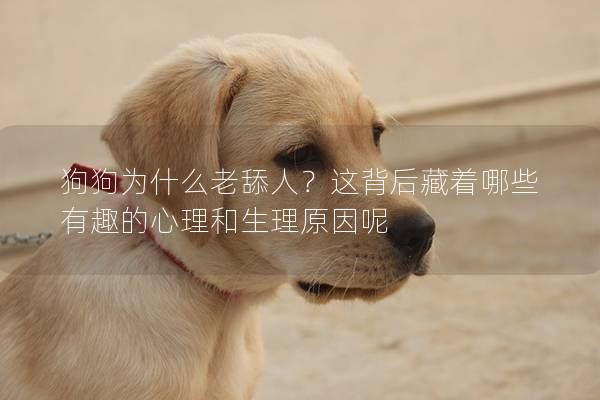 狗狗为什么老舔人？这背后藏着哪些有趣的心理和生理原因呢