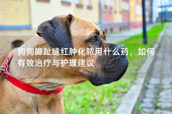 狗狗脚趾缝红肿化脓用什么药，如何有效治疗与护理建议