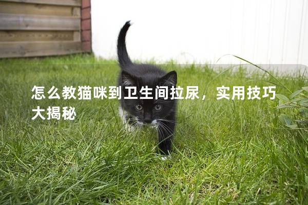 怎么教猫咪到卫生间拉尿，实用技巧大揭秘