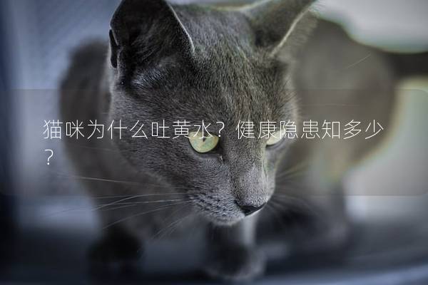 猫咪为什么吐黄水？健康隐患知多少？