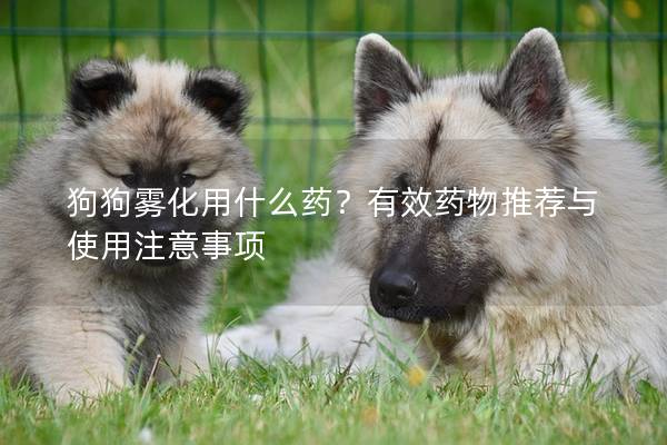 狗狗雾化用什么药？有效药物推荐与使用注意事项