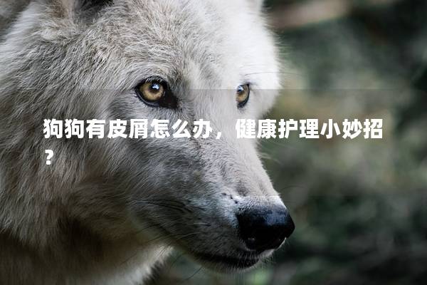 狗狗有皮屑怎么办，健康护理小妙招？
