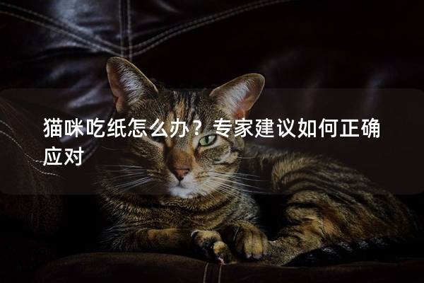 猫咪吃纸怎么办？专家建议如何正确应对