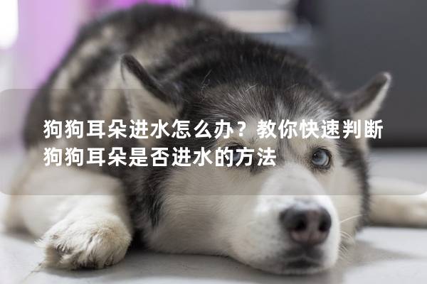 狗狗耳朵进水怎么办？教你快速判断狗狗耳朵是否进水的方法