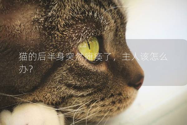 猫的后半身突然瘫痪了，主人该怎么办？