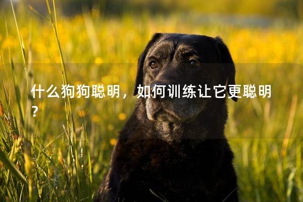什么狗狗聪明，如何训练让它更聪明？
