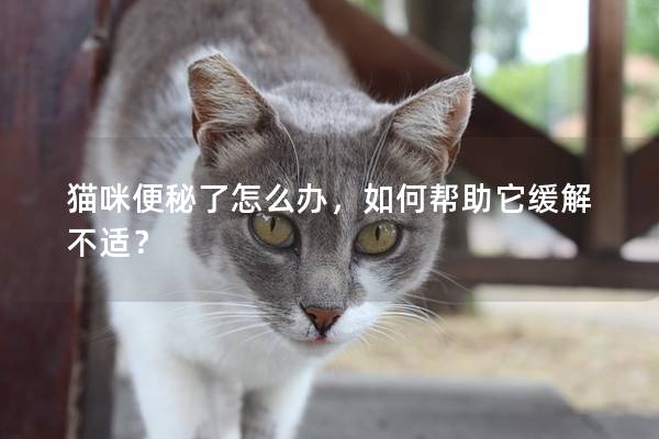 猫咪便秘了怎么办，如何帮助它缓解不适？