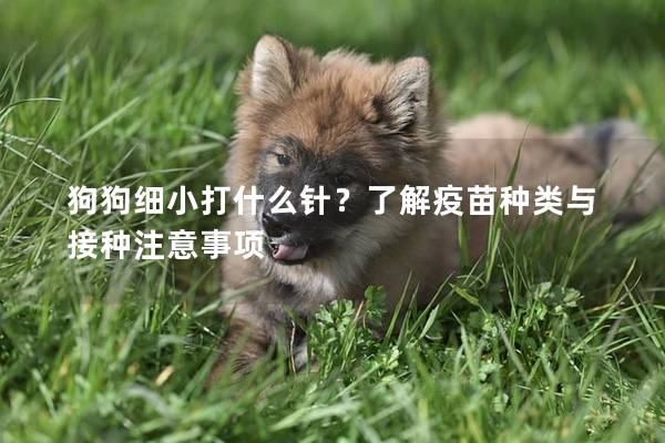 狗狗细小打什么针？了解疫苗种类与接种注意事项