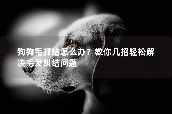 狗狗毛打结怎么办？教你几招轻松解决毛发纠结问题