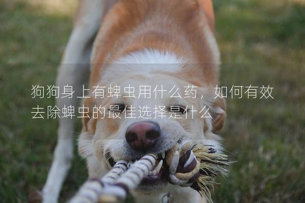 狗狗身上有蜱虫用什么药，如何有效去除蜱虫的最佳选择是什么