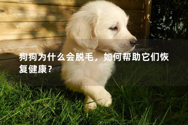 狗狗为什么会脱毛，如何帮助它们恢复健康？