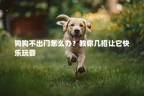 狗狗不出门怎么办？教你几招让它快乐玩耍