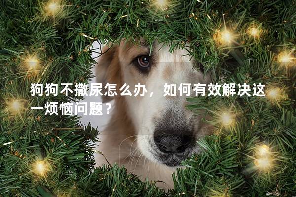 狗狗不撒尿怎么办，如何有效解决这一烦恼问题？