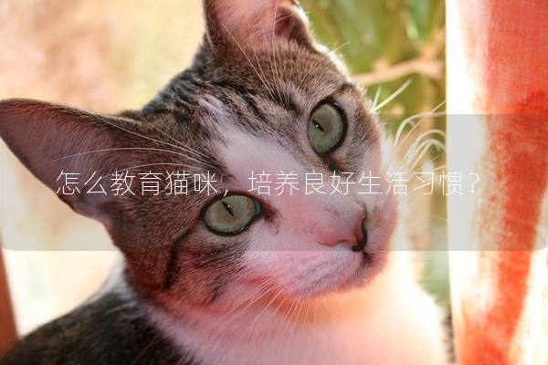 怎么教育猫咪，培养良好生活习惯？