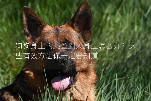 狗狗身上的跳蚤到人身上怎么办？这些有效方法你一定要知道