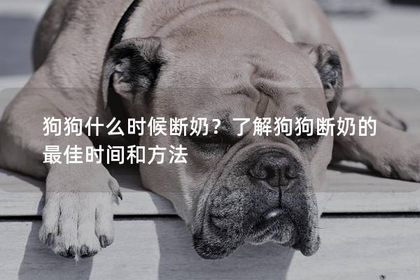狗狗什么时候断奶？了解狗狗断奶的最佳时间和方法