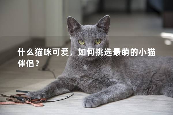 什么猫咪可爱，如何挑选最萌的小猫伴侣？