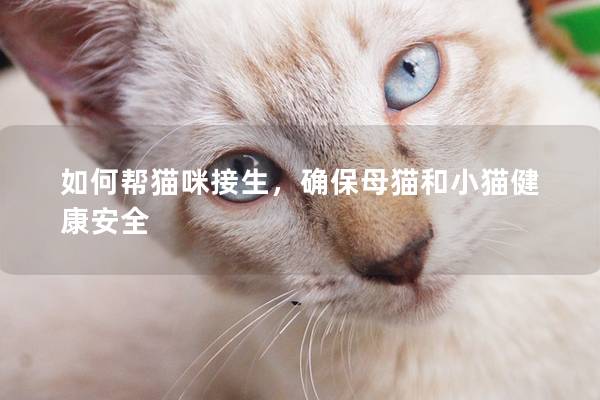 如何帮猫咪接生，确保母猫和小猫健康安全