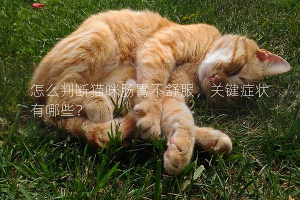 怎么判断猫咪肠胃不舒服，关键症状有哪些？