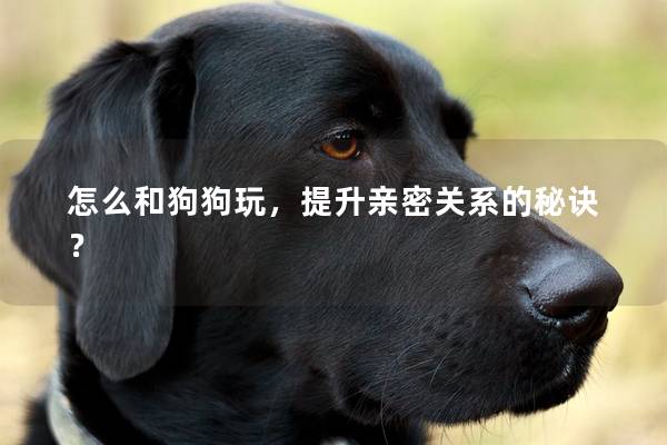 怎么和狗狗玩，提升亲密关系的秘诀？