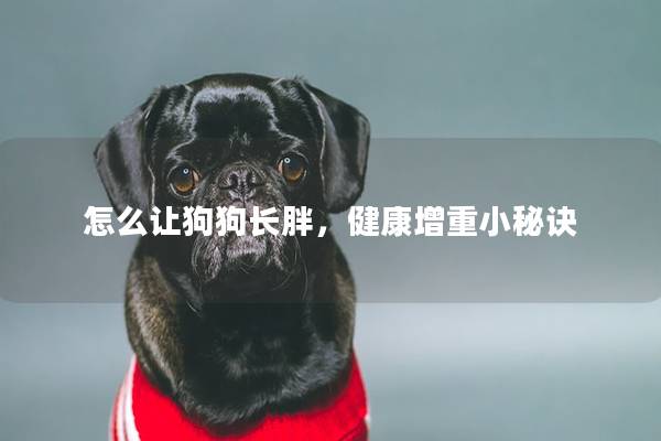 怎么让狗狗长胖，健康增重小秘诀