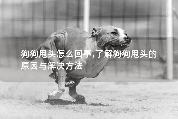 狗狗甩头怎么回事,了解狗狗甩头的原因与解决方法