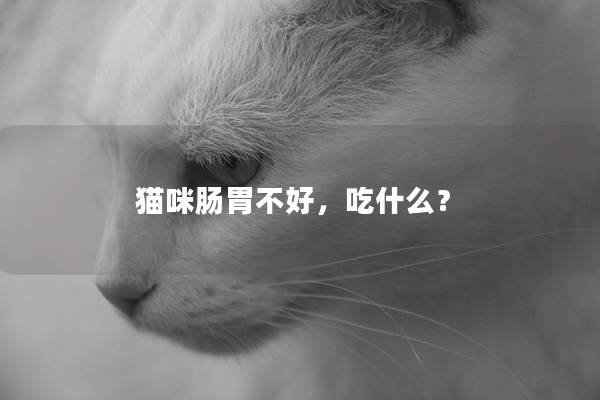 猫咪肠胃不好，吃什么？