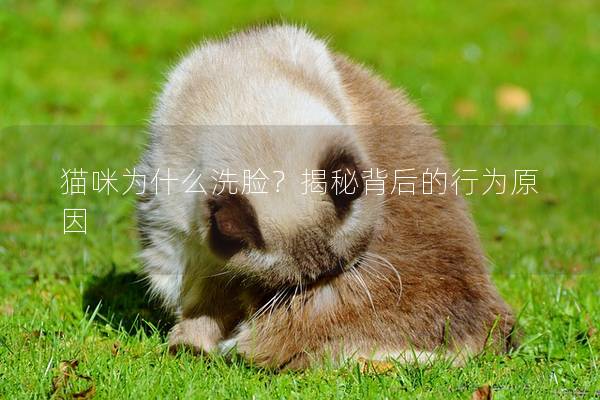 猫咪为什么洗脸？揭秘背后的行为原因