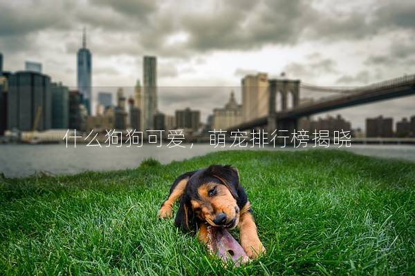 什么狗狗可爱，萌宠排行榜揭晓