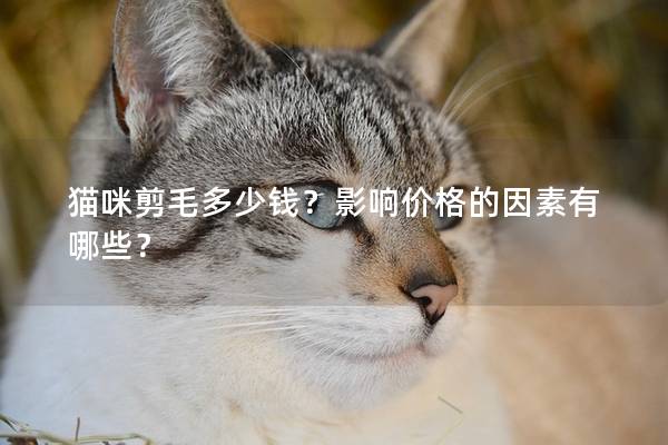猫咪剪毛多少钱？影响价格的因素有哪些？