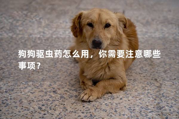 狗狗驱虫药怎么用，你需要注意哪些事项？