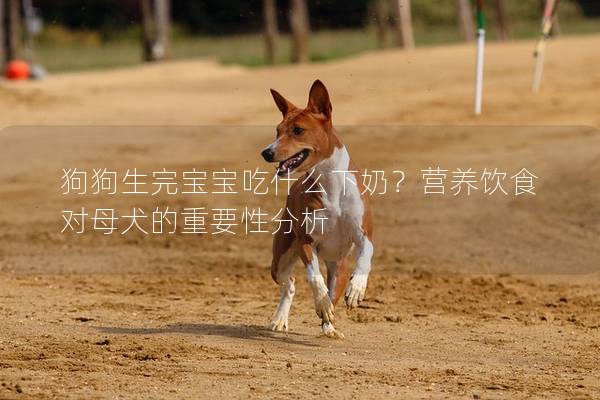 狗狗生完宝宝吃什么下奶？营养饮食对母犬的重要性分析