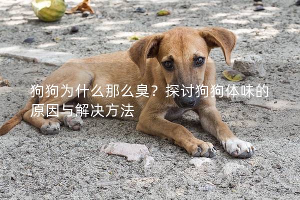 狗狗为什么那么臭？探讨狗狗体味的原因与解决方法