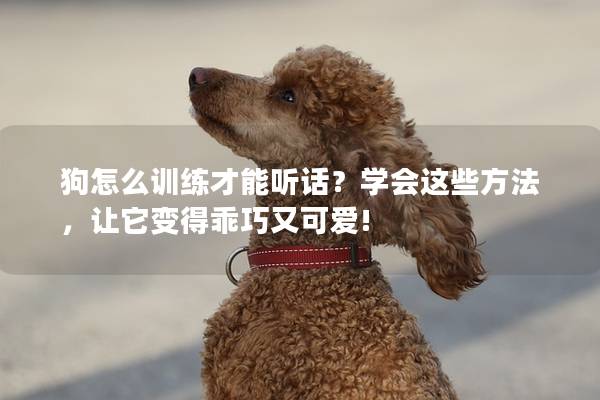 狗怎么训练才能听话？学会这些方法，让它变得乖巧又可爱!