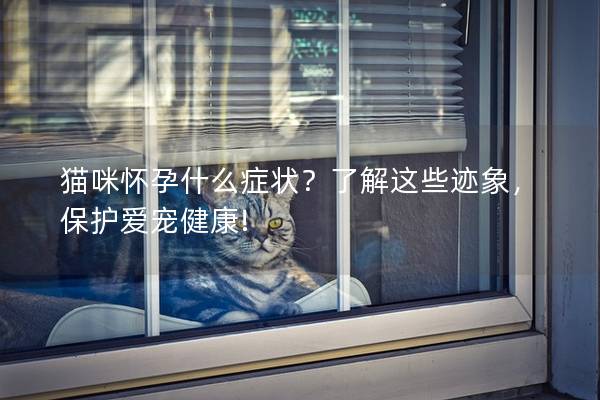 猫咪怀孕什么症状？了解这些迹象，保护爱宠健康!