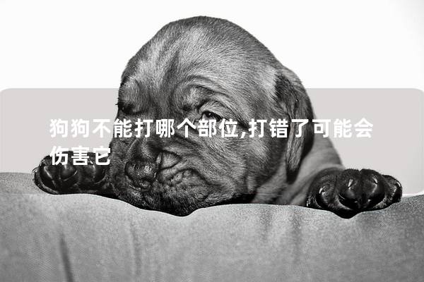 狗狗不能打哪个部位,打错了可能会伤害它