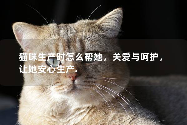 猫咪生产时怎么帮她，关爱与呵护，让她安心生产.