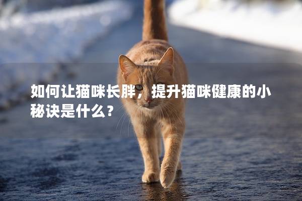如何让猫咪长胖，提升猫咪健康的小秘诀是什么？