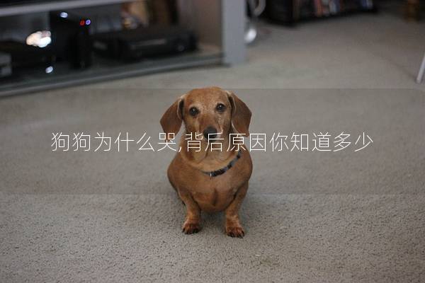 狗狗为什么哭,背后原因你知道多少