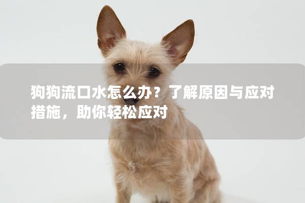 狗狗流口水怎么办？了解原因与应对措施，助你轻松应对