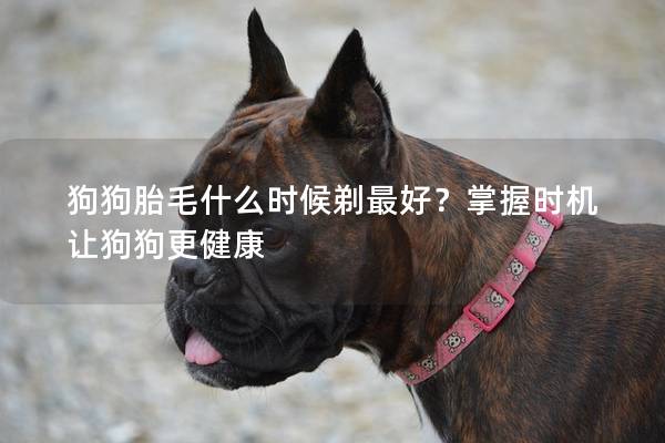 狗狗胎毛什么时候剃最好？掌握时机让狗狗更健康